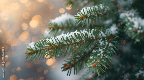 Close up of snowy pine branch against blurred light background