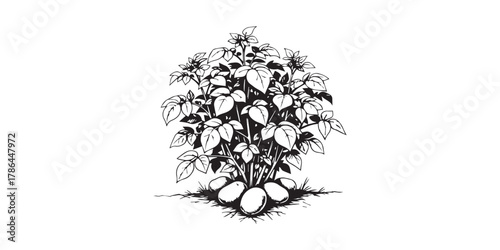 Bush of potato vector illustration isolated on white. Bush of root vegetable ink outline hand drawn. Tuber potato black white silhouette. For design menu, wrapping, ingredients of recipe, packaging