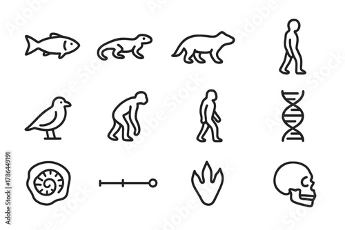 Evolution Icon Set. Evolution. Line outline icon set of species development stages: fish, amphibian, reptile,