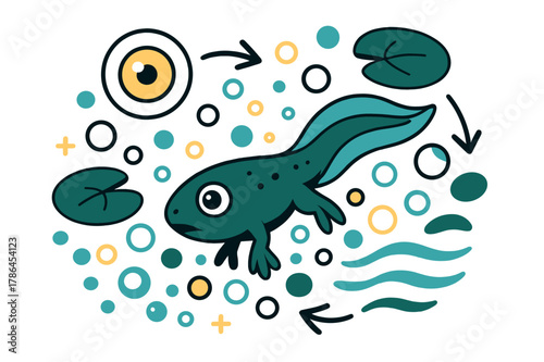 Frog Lifecycle Illustration. Frog lifecycle. Tadpole swimming in pond with abstract floating water bubbles, lily pads, and arrows; emphasizes early development