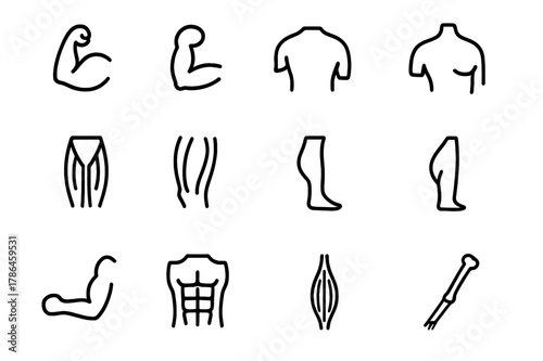 Skeletal Muscle Icons. Skeletal muscles. Line icon set of skeletal muscles: biceps, triceps, deltoid, pectoral, quadriceps, hamstring, calf muscle, gluteus,