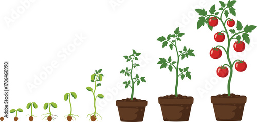 Tomato plant growth stages from seed to fruit, agriculture development process, gardening education concept, farming lifecycle flat vector illustration design