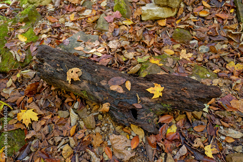 Fallen autumn leaves on a log