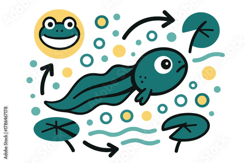 Frog Lifecycle Illustration. Frog lifecycle. Tadpole swimming in pond with abstract floating water bubbles, lily pads, and arrows; emphasizes early development