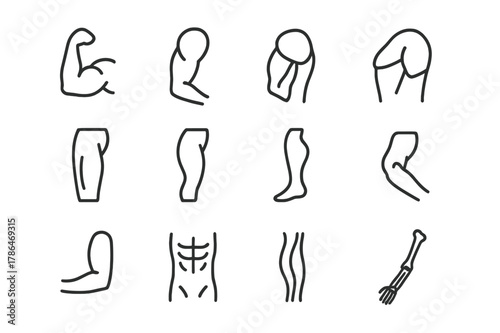 Muscle Group Icons. Muscle groups. Line icon set of muscle groups: biceps, triceps, deltoid, pectoral, quadriceps, hamstring, calf muscle, gluteus, forearm,