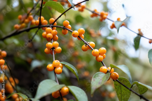 Oriental bittersweet (Celastrus orbiculatus), an invasive Asian vine, with bright orange-yellow berries; used ornamentally but also eaten by wildlife.