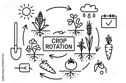 Crop Rotation Doodle. Crop rotation. Hand-drawn doodle illustration Crop rotation corn, beans, wheat, clover, carrot, tomato, calendar, arrows, cycle diagram,