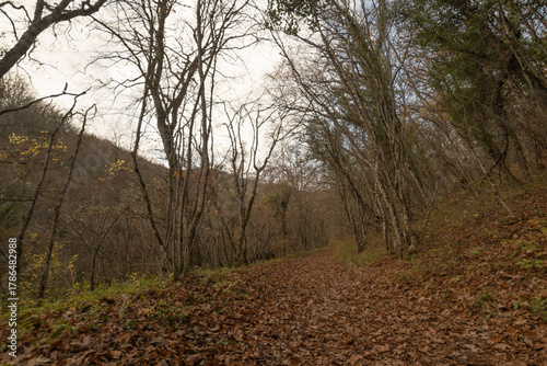 autumn in the forest