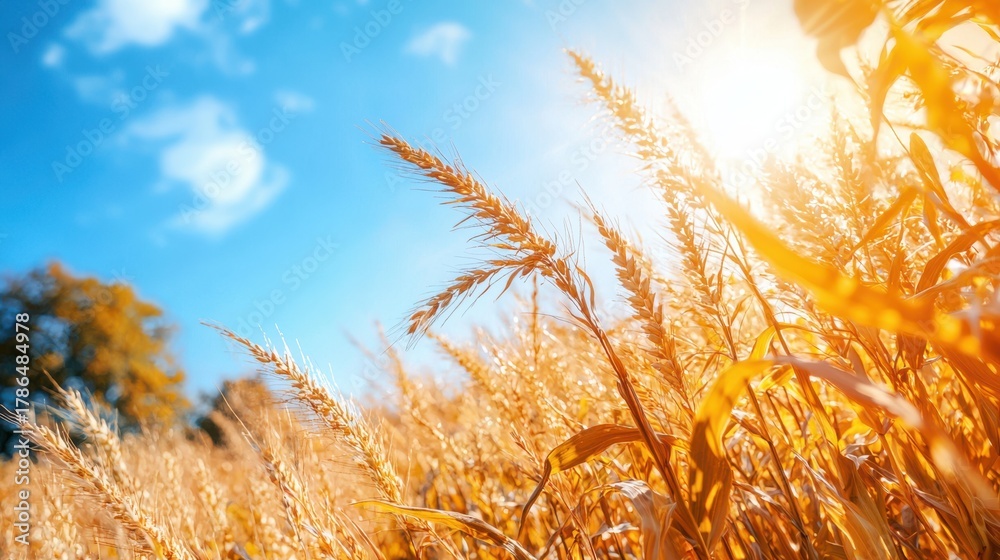 Fototapeta premium Golden corn stalks swaying gently in the breeze under a bright blue sky with the warm sun illuminating the vibrant field