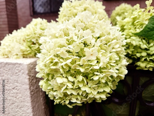 美しいアジサイの花