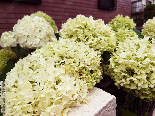 美しいアジサイの花