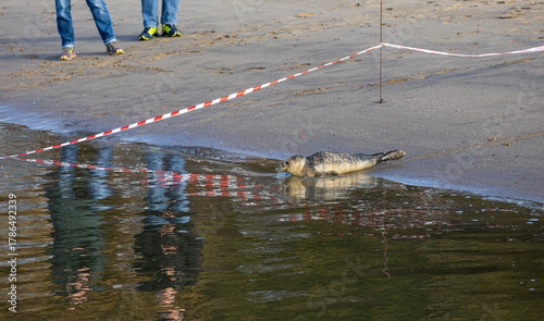 Ein sonniger Herbsttag im Nordseeheilbad Dangast mit Seehund
