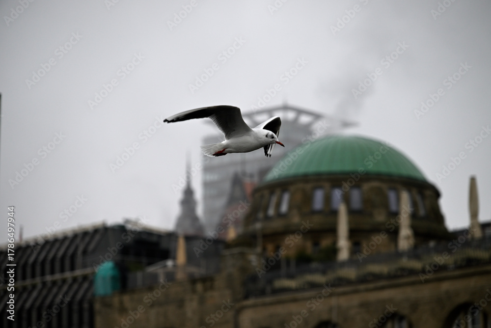 Obraz premium Posing Seagull at Hamburg Harbor on a foggy day. Showing and presenting. Shouting. Looking at camera.