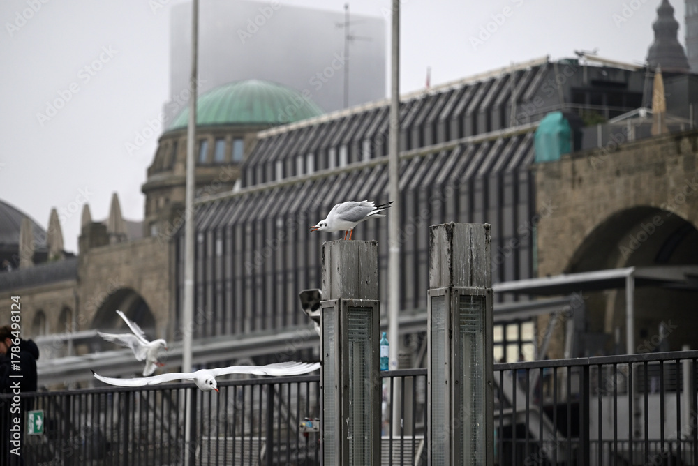 Obraz premium Posing Seagull at Hamburg Harbor on a foggy day. Showing and presenting. Shouting. Looking at camera.