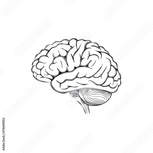 Detailed illustration of a human brain in an anatomical drawing style.