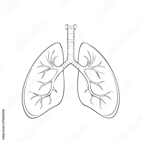Stylized Outline Drawing of Human Lungs and Trachea Anatomical Illustration
