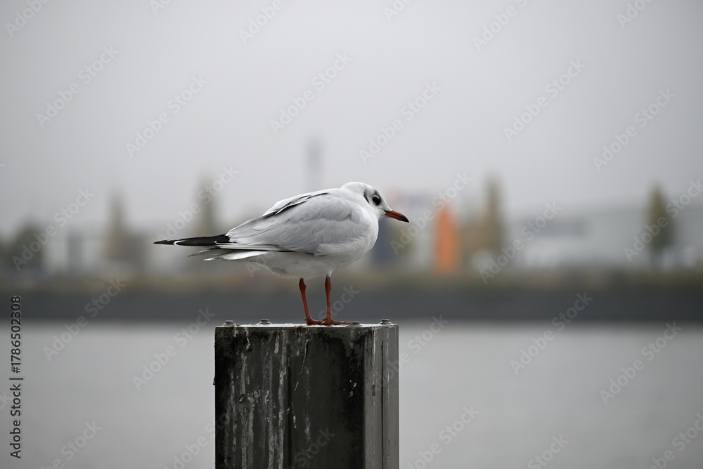 Obraz premium Posing Seagull at Hamburg Harbor on a foggy day. Showing and presenting. Shouting. Looking at camera.