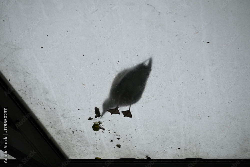 Obraz premium Posing Seagull at Hamburg Harbor on a foggy day. Showing and presenting. Shouting. Looking at camera.