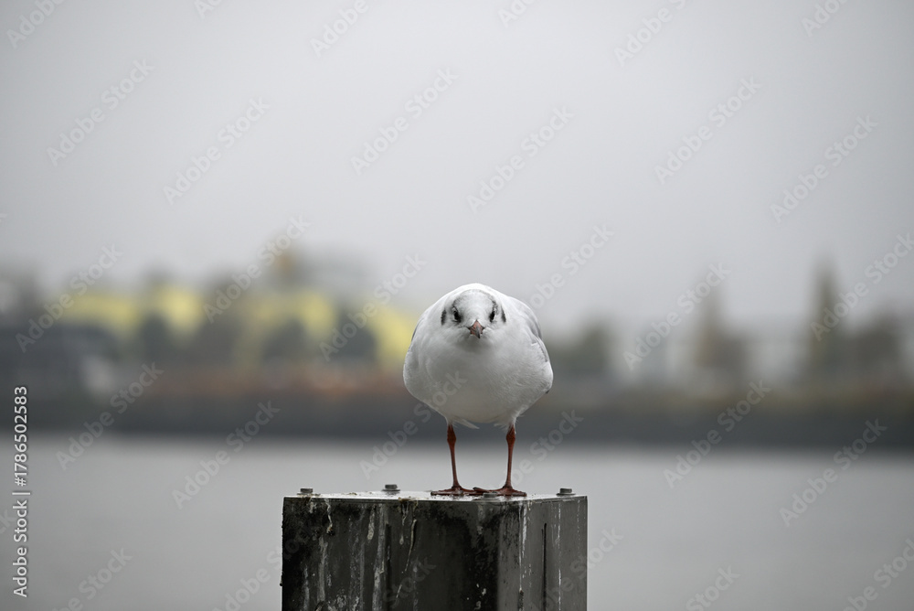 Obraz premium Posing Seagull at Hamburg Harbor on a foggy day. Showing and presenting. Shouting. Looking at camera.