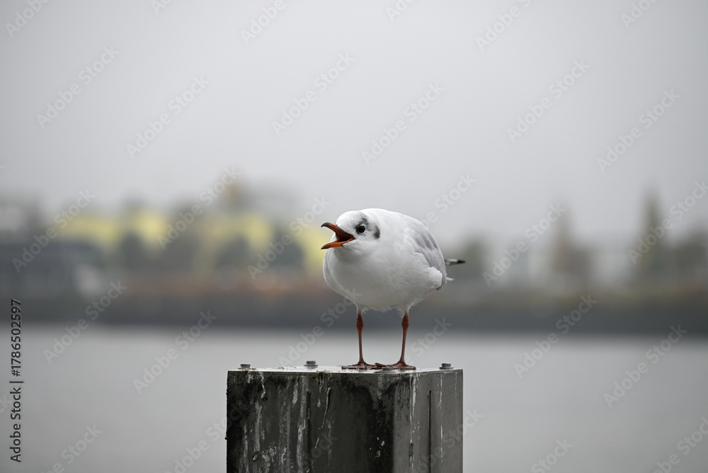 Obraz premium Posing Seagull at Hamburg Harbor on a foggy day. Showing and presenting. Shouting. Looking at camera.
