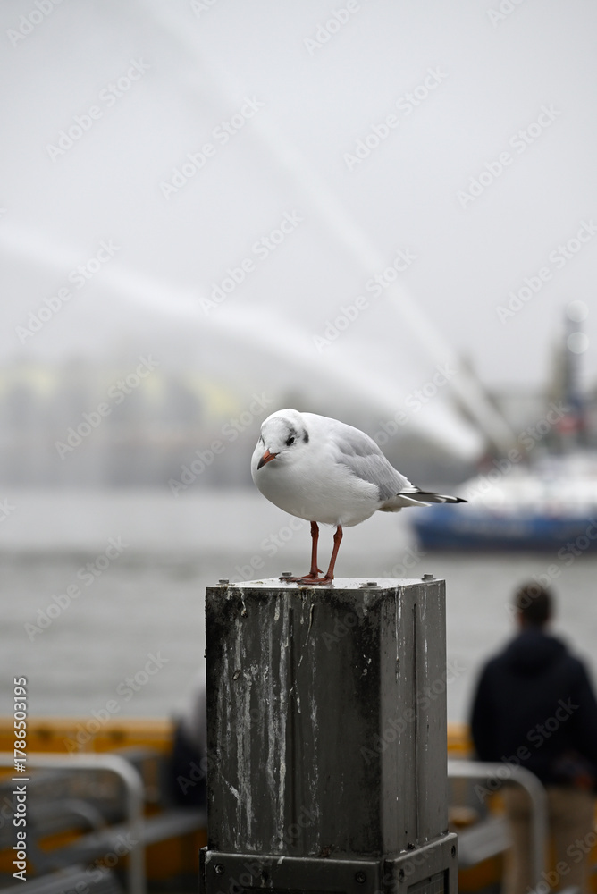 Obraz premium Posing Seagull at Hamburg Harbor on a foggy day. Showing and presenting. Shouting. Looking at camera.