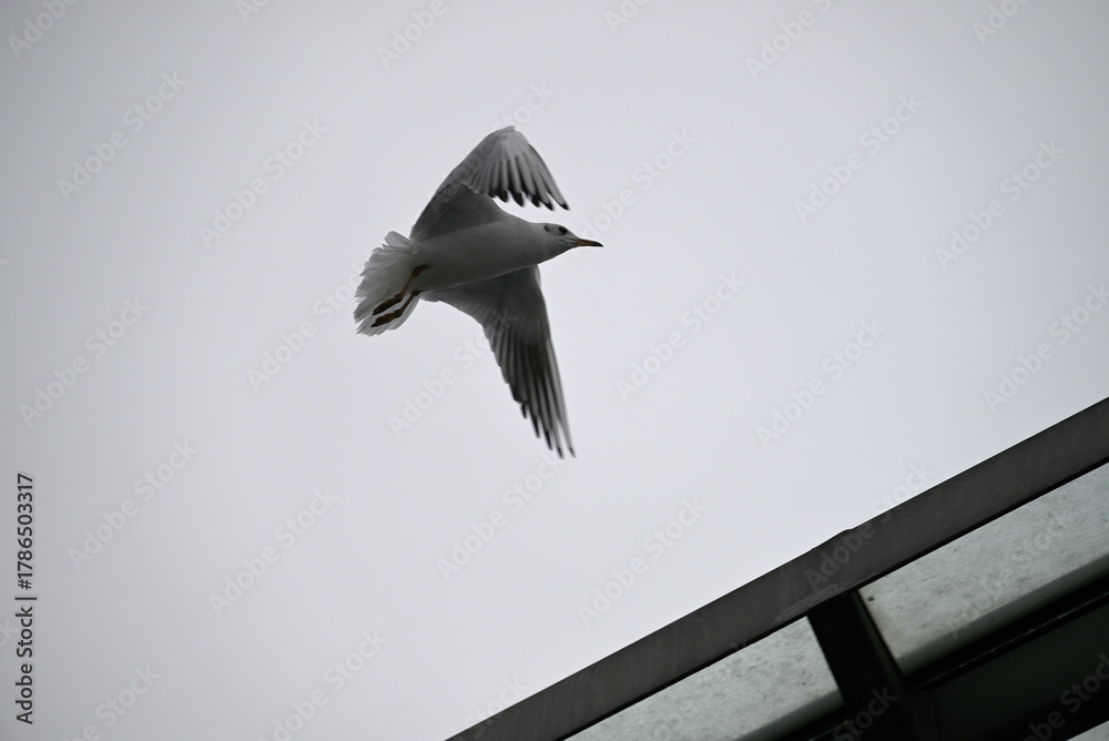 Obraz premium Posing Seagull at Hamburg Harbor on a foggy day. Showing and presenting. Shouting. Looking at camera.