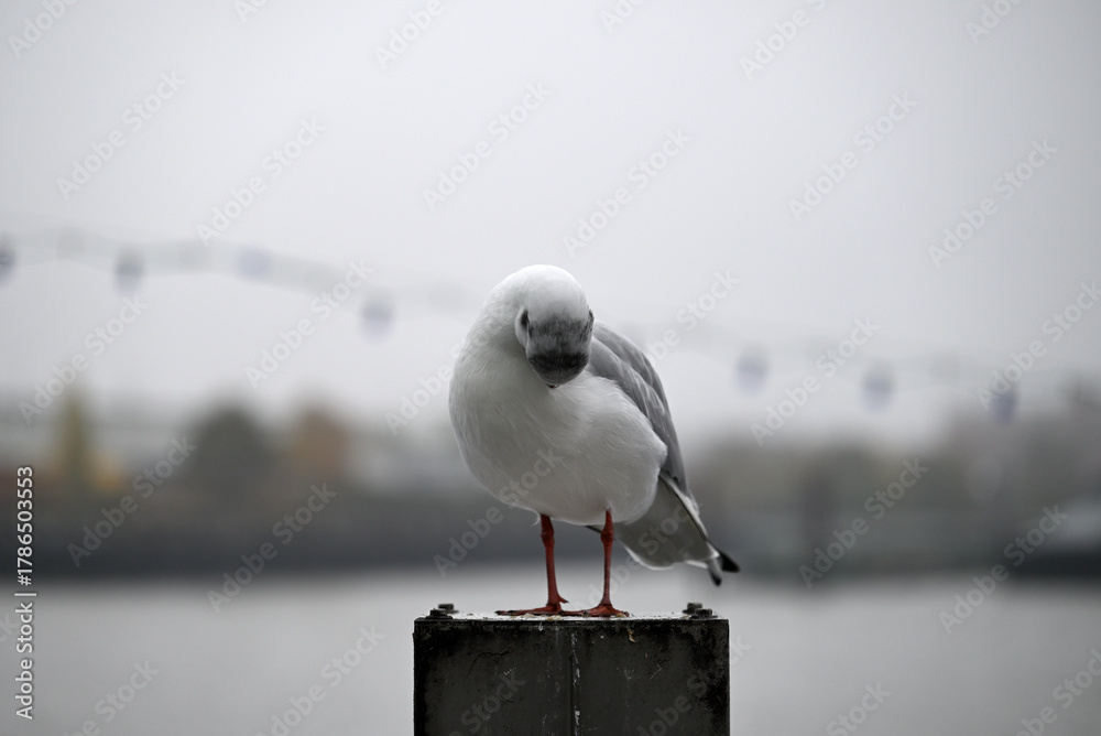 Obraz premium Posing Seagull at Hamburg Harbor on a foggy day. Showing and presenting. Shouting. Looking at camera.