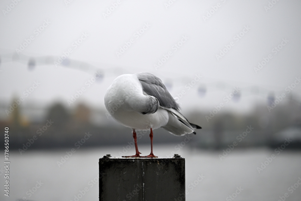 Naklejka premium Posing Seagull at Hamburg Harbor on a foggy day. Showing and presenting. Shouting. Looking at camera.