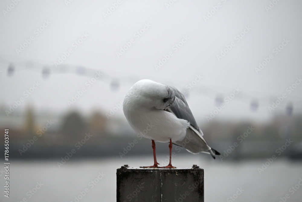 Obraz premium Posing Seagull at Hamburg Harbor on a foggy day. Showing and presenting. Shouting. Looking at camera.