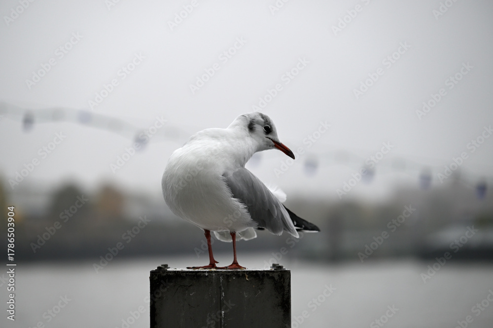 Obraz premium Posing Seagull at Hamburg Harbor on a foggy day. Showing and presenting. Shouting. Looking at camera.