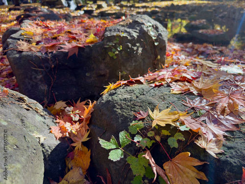Vibrant autumn leaves on rocks near a sunny stream