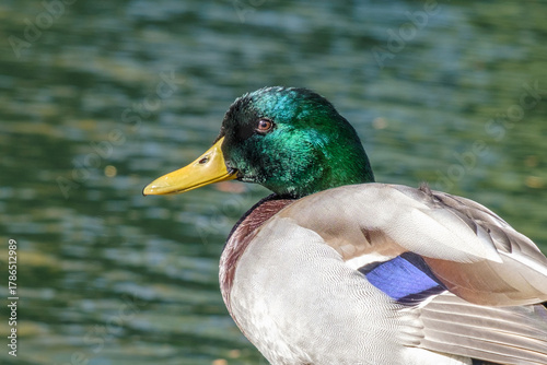 Mallard duck standing next to a pond