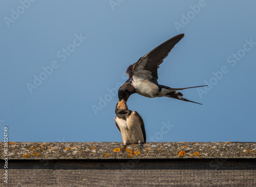A barn swallow bird feeds its hungry chick on a rooftop with a blue sky backg...