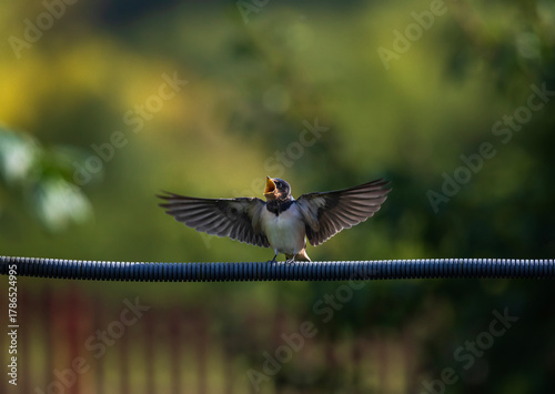 Bird hungry baby barn swallow sits on a wire and flaps its wings waiting for ...