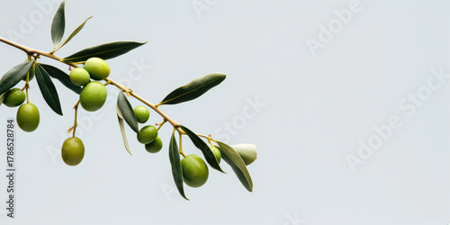 Wallpaper Mural Olive branch with unripe green olives on tree Torontodigital.ca