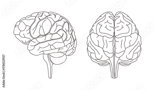 Human brain anatomy. Front and side views. Outline illustration.