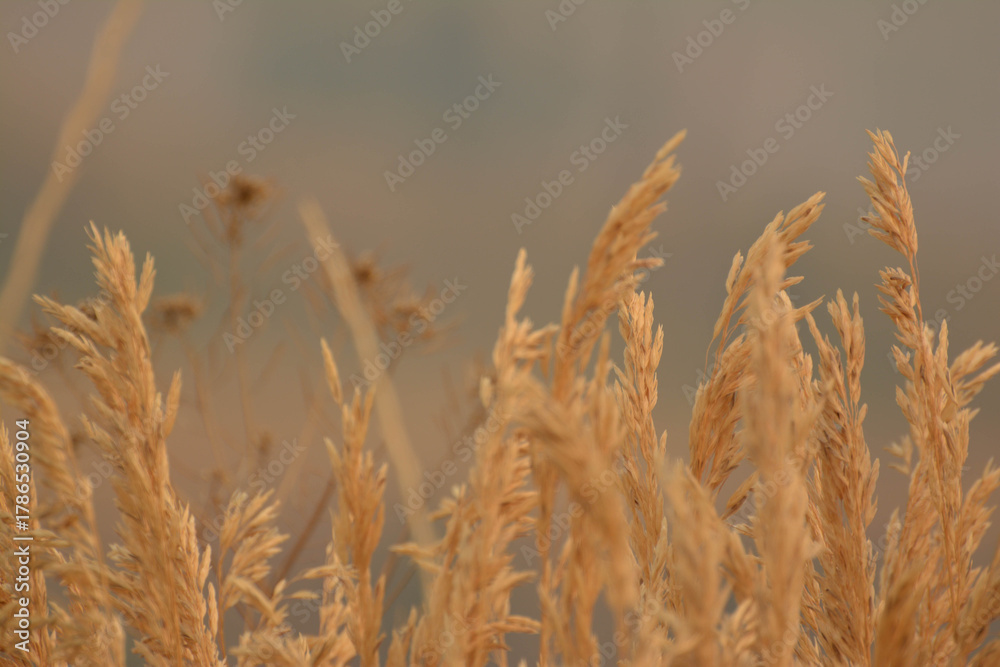 Fototapeta premium golden wheat field in summer