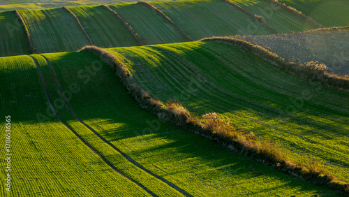Green fields in  agricultural landscape. Roztocze. Lublin Voivodeship. Poland.