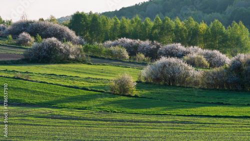 An agricultural landscape in spring. Roztocze, Lublin Voivodeship, Poland, Europe.