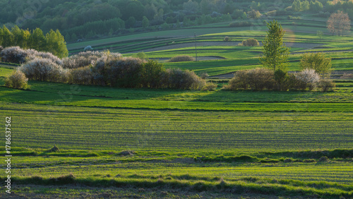 An agricultural landscape in spring. Green, rolling hills reveal vibrant fields and trees in a tranquil landscape in daylight. Roztocze, Lublin Voivodeship, Poland, Europe.