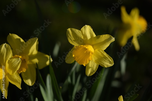 Daffodils yellow flowers on bokeh garden background, daffodils closeup, spring garden image, selective focus.