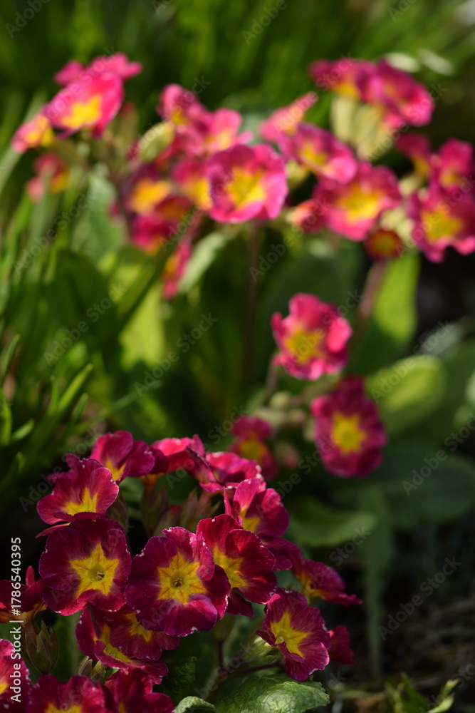 Obraz premium Primroses pink and yellow flowers on bokeh garden background. Primulas closeup. Spring floral backgrund.