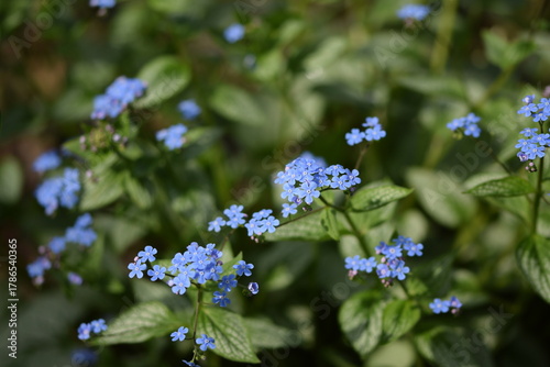Siberian bugloss, brunnera blue flowers blooming closeup of spring flowers, blue flowers background.