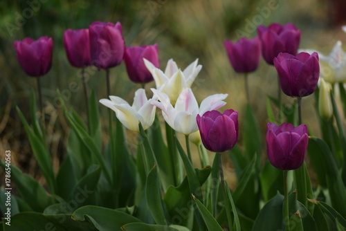 Tulips blooming in spring garden, purple and white-pink tulips flowers, selective focus, bokeh garden background.