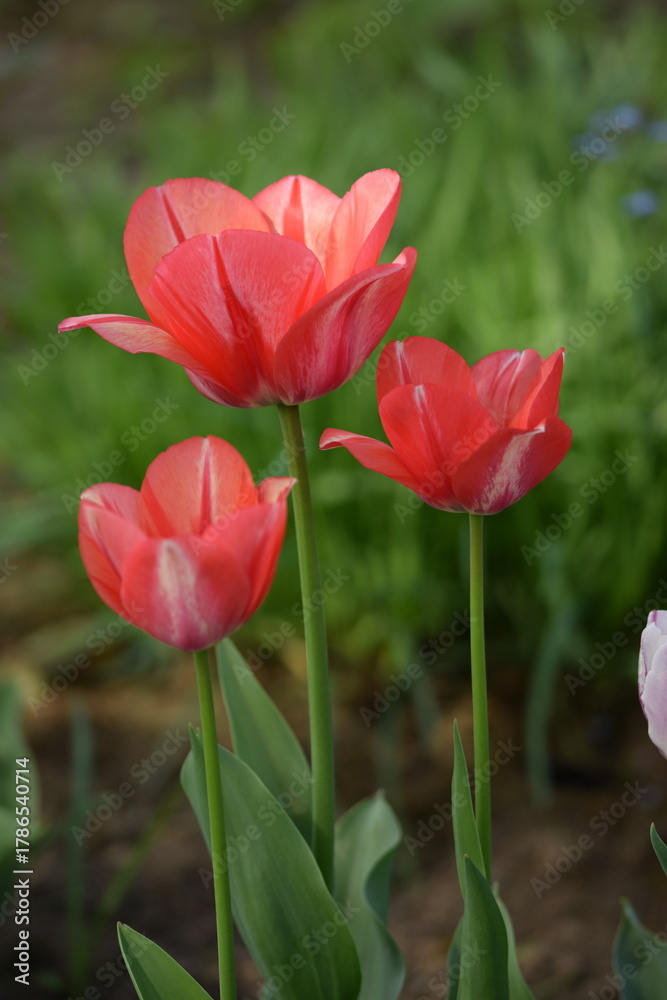 Fototapeta premium Red tulips on bokeh spring garden background, tulips background, selective focus, blurred background.