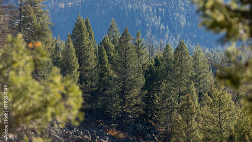 idaho forests, scenic mountain ranges of idaho