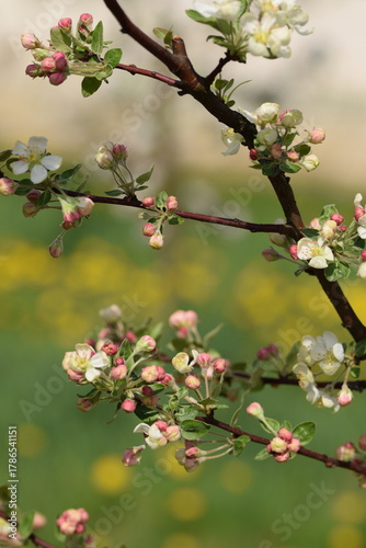 Blooming apple tree, apple flowers and buds closeup on bokeh orchard background, apple Evereste inbloom, crab apple blooming.