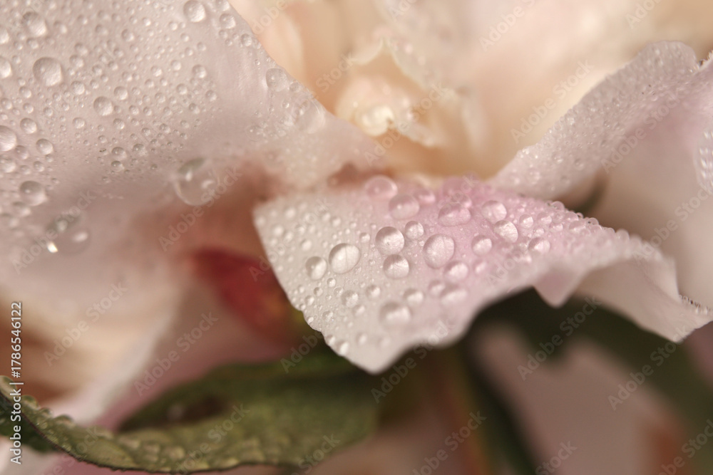 Fototapeta premium Smoke close-up selective soft focus Flower bud petal, leaf with water drop. Natural blur cream beige, pink pastel background.