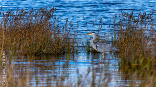 Wallpaper Mural ein Graureiher steht im Wasser Torontodigital.ca