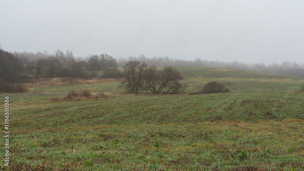 Obraz premium Misty autumn landscape with expansive green fields dotted by golden grasses and a solitary tree, bordered by foggy birch woods under a gray overcast sky. Tranquil rural panorama evoking seasonal peace